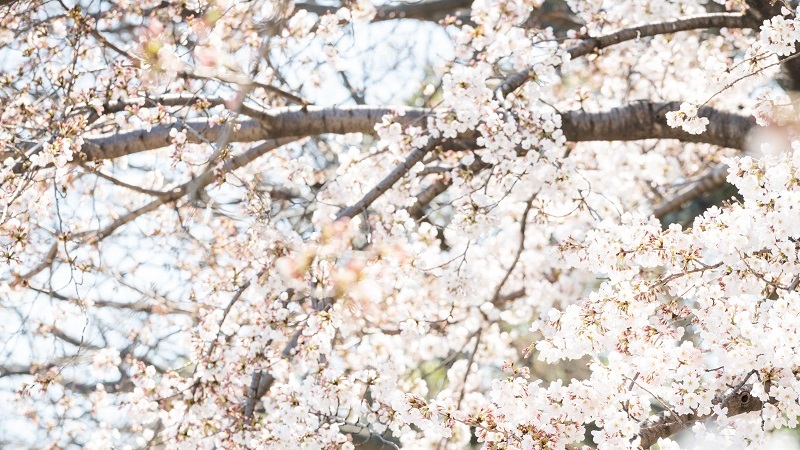 桜の季節　京都前撮り　TANAN丹庵